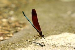 Calopteryx cornelia