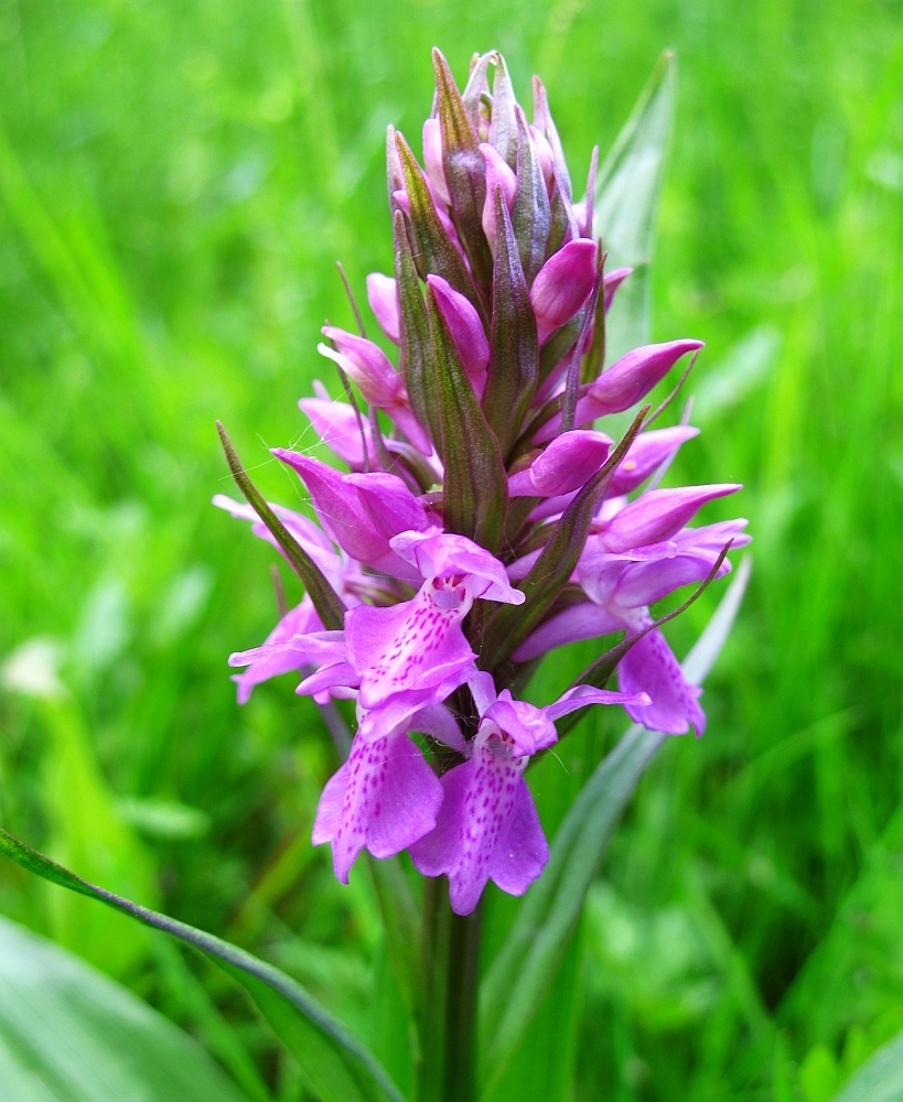 Southern Marsh-orchid