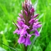 Southern Marsh-Orchid - Photo (c) Rachel, some rights reserved (CC BY-NC-ND)
