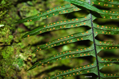 Pecluma pectinatiformis