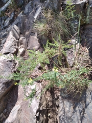 Hypericum brasiliense