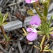 Stylidium burbidgeanum - Photo (c) Louisa, some rights reserved (CC BY-NC), uploaded by Louisa