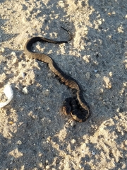 Nerodia sipedon williamengelsi