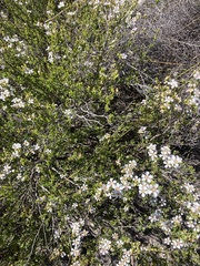 Leptospermum oligandrum