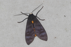 Pachydota