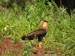 Caracara plancus