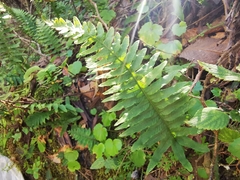 Polypodium plesiosorum
