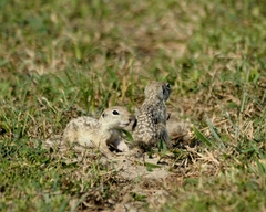 Xerospermophilus spilosoma