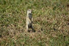 Xerospermophilus spilosoma
