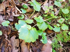 Begonia uniflora