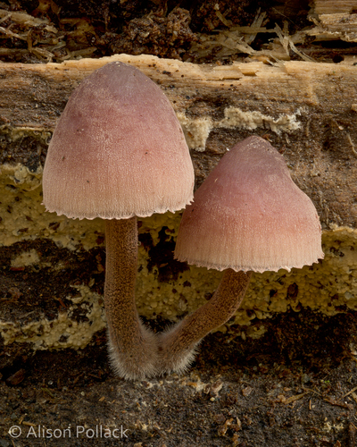 Bleeding Fairy Helmet
