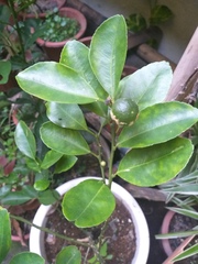 Citrus × microcarpa