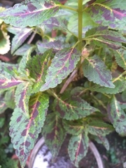 Coleus scutellarioides