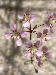 Levenhookia octomaculata