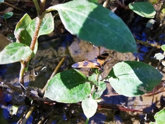 Dycladia correbioides