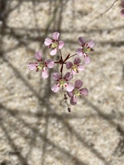 Levenhookia octomaculata