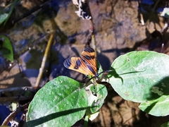 Dycladia correbioides