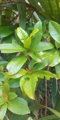 Ixora pudica