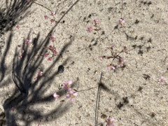 Levenhookia octomaculata