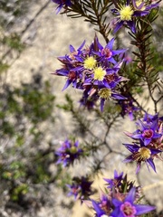 Calytrix depressa