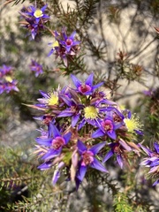 Calytrix depressa