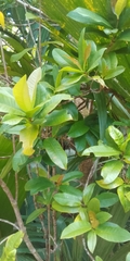 Ixora pudica