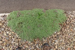 Thymus pseudolanuginosus