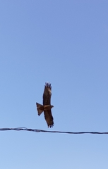 Milvus migrans aegyptius