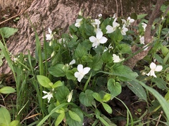 Viola canadensis