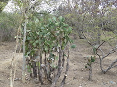 Opuntia velutina