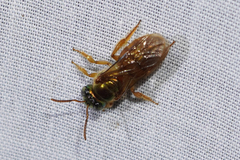 Megalopta genalis