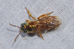 Megalopta genalis