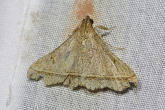 Salia semiothisa