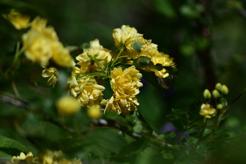 Rosa banksiae