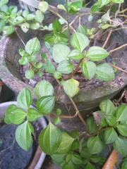 Heterotis rotundifolia
