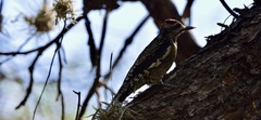 Sphyrapicus nuchalis