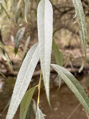 Salix