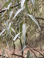 Salix