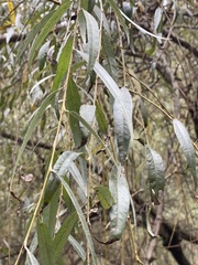 Salix
