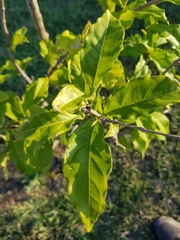 Bunchosia argentea