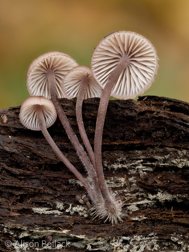 Bleeding Fairy Helmet