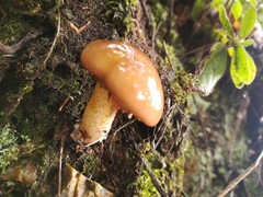 Fungi