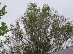 Salix babylonica tortuosa