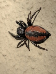 Phidippus johnsoni