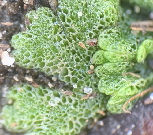Riccia cavernosa
