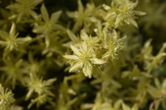 Clematis foetida
