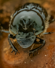 Onthophagus auritus
