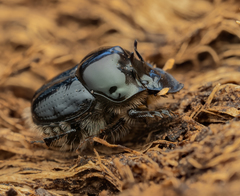 Onthophagus auritus