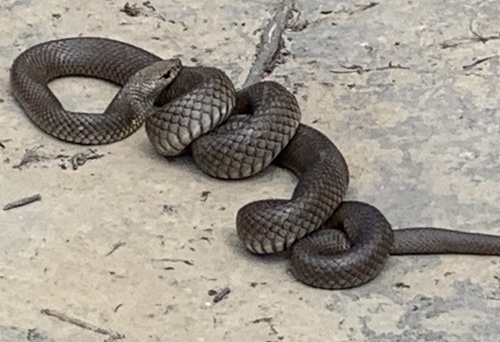 Eastern Brown Snake sighting
