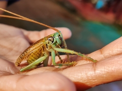 Eugryllacris panteli